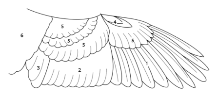 Schéma représentatif sur la structure des plumes sur l'aile.