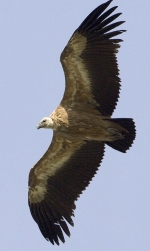 Exemple d’oiseau avec une aile large munie d’interstices : vautour fauve 