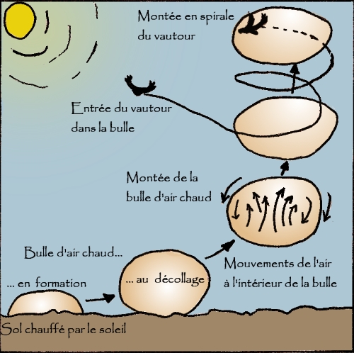Ascendance thermique