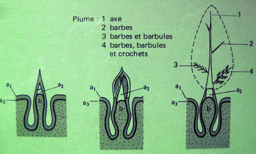 Schéma représentatif sur la formation d'une plume 
