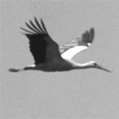 Animation cigogne