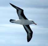 Exemple d’oiseau avec une aile à grand allongement : l’albatros.