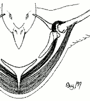 Schma des muscles du sternum