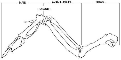 Schma du squelette dune aile